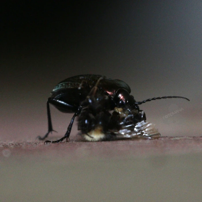 Brouk, který měl hlad